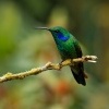 Kolibrik modrouchy - Colibri cyanotus - Lesser Violetear 6030